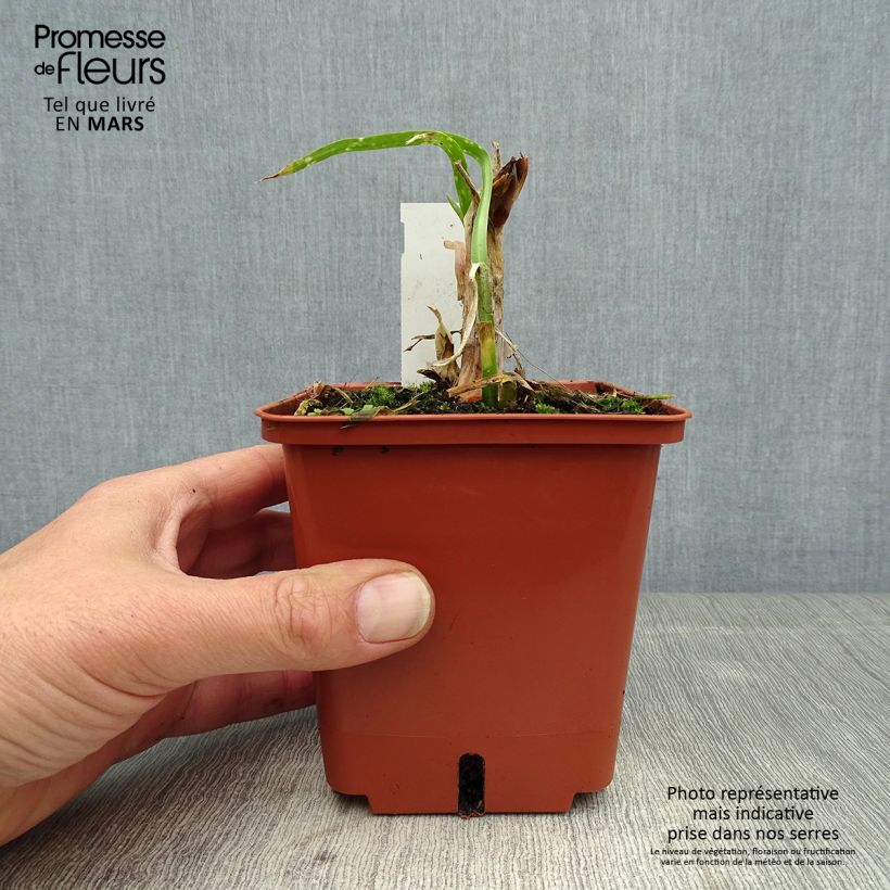 Amostra de Agapanto Purple Cloud Vaso de 1 L/1,5 L tal como entregue na primavera