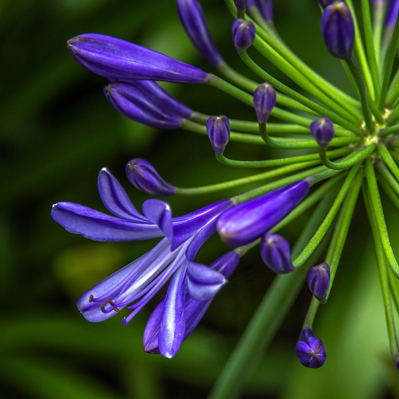 Agapanto Purple Cloud (Floração)