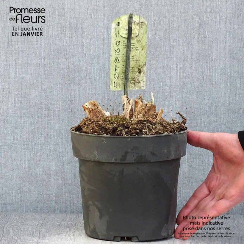 Amostra de Agapanthe Purple Heart Pot de 2L/3L tal como entregue no inverno