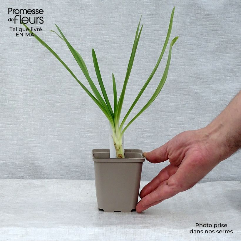 Amostra de Agapanto Queen Mum Vaso de 8/9 cm tal como entregue na primavera