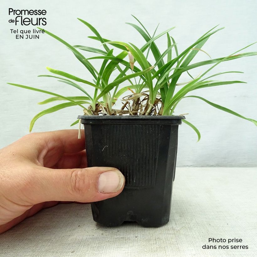 Amostra de Agapanto Rosewarne Vaso de 8/9 cm tal como entregue no verão