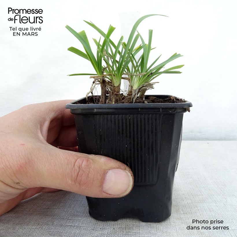 Amostra de Agapanto Rosewarne Vaso de 8/9 cm tal como entregue na primavera