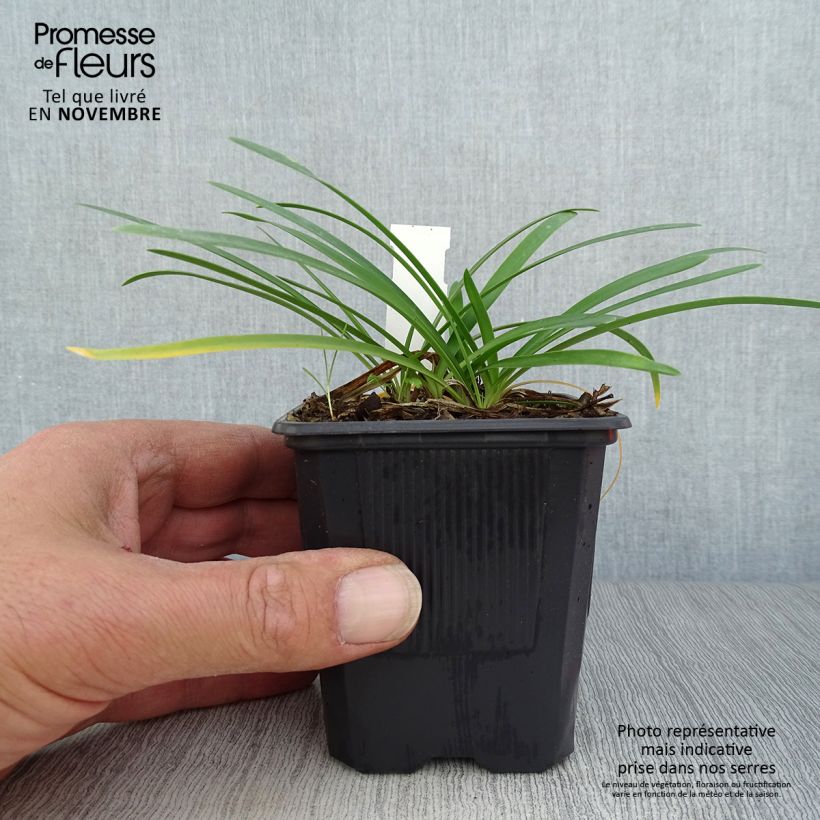 Amostra de Agapanto Rosewarne Vaso de 8/9 cm tal como entregue no outono