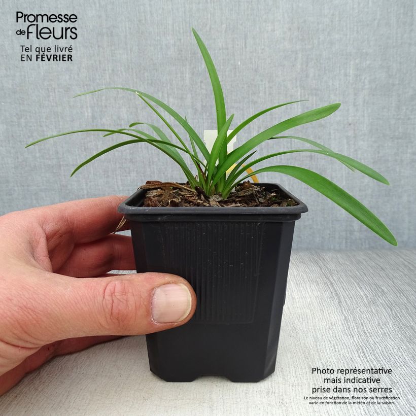 Amostra de Agapanthe Rosewarne Godet de 8/9 cm tal como entregue no inverno