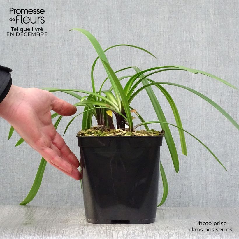 Amostra de Agapanthe Royal Velvet Vaso de 2 L/3 L tal como entregue no inverno