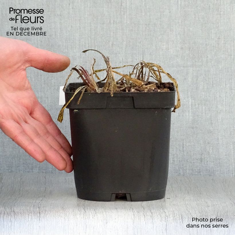 Amostra de Agapanto Silver Moon Vaso de 1 L/1,5 L tal como entregue no inverno