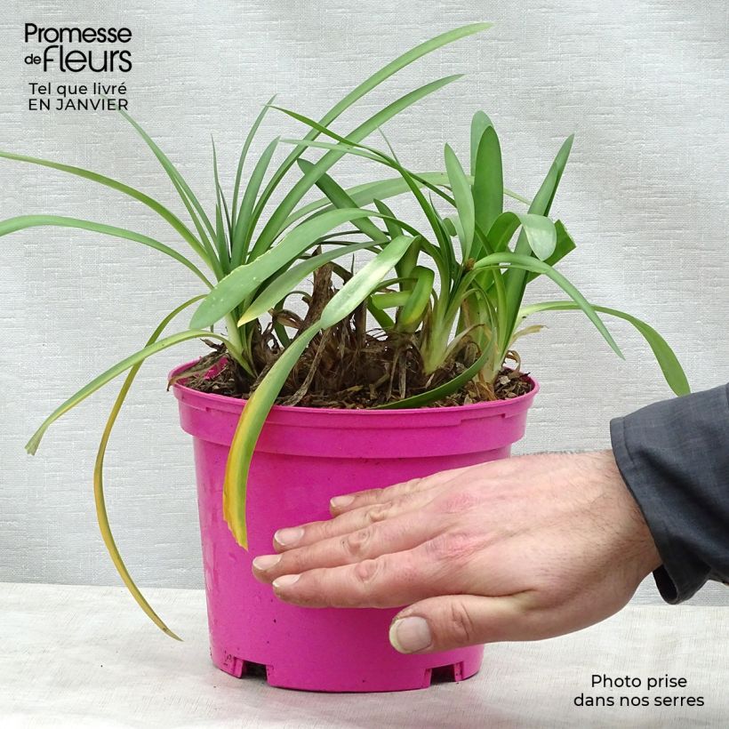 Amostra de Agapanthe Strawberry Ice Vaso de 2 L/3 L tal como entregue no inverno