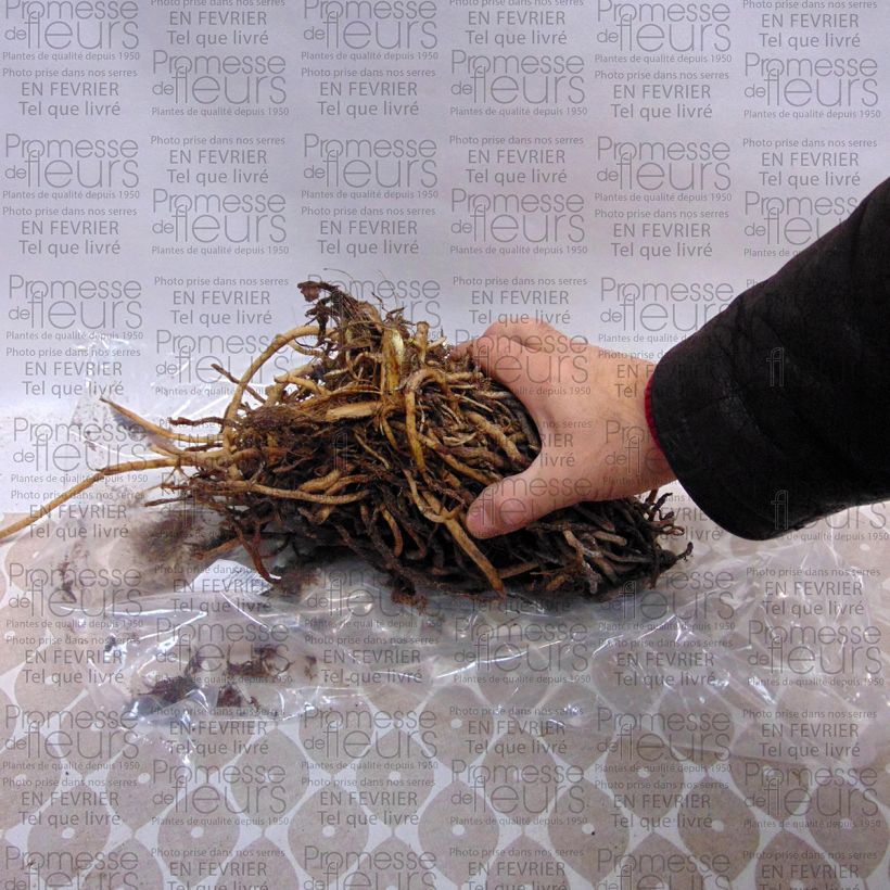 Exemplo de amostra de Agapanthe Sunfield Cepo 5 olhos e mais tal como entregue