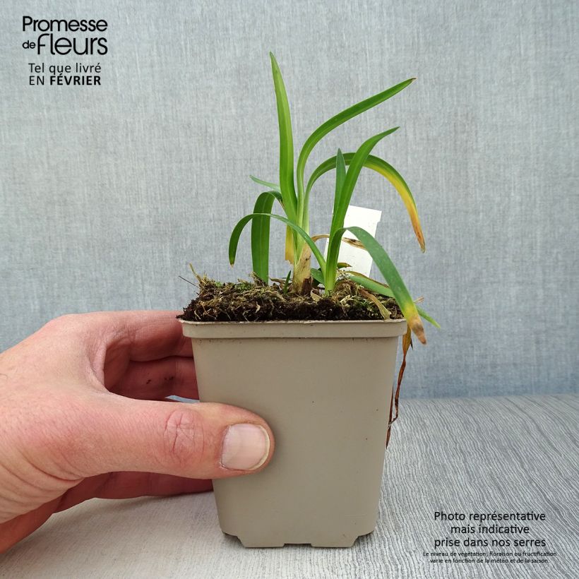 Amostra de Agapanthe Thumbelina Godet de 8/9 cm tal como entregue no inverno