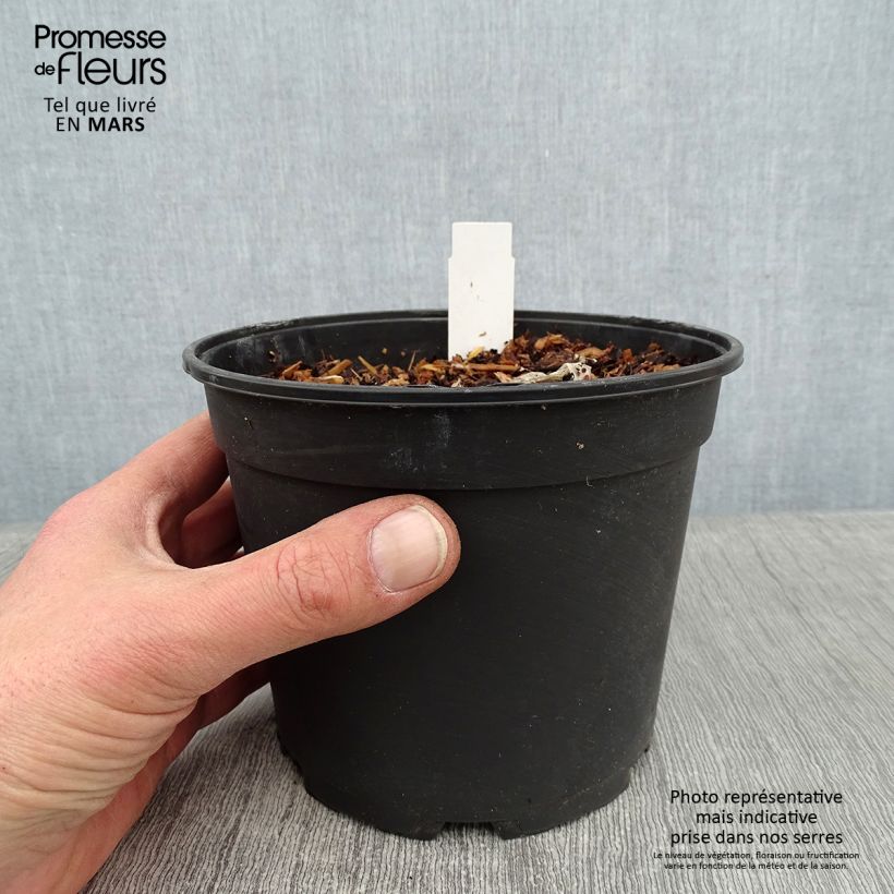 Amostra de Agapanthe Tinkerbell Pot de 2L/3L tal como entregue no inverno