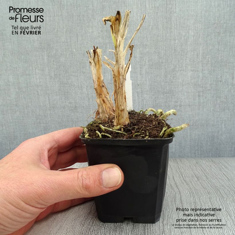 Amostra de Agapanthe Twister Vaso de 8/9 cm tal como entregue no inverno