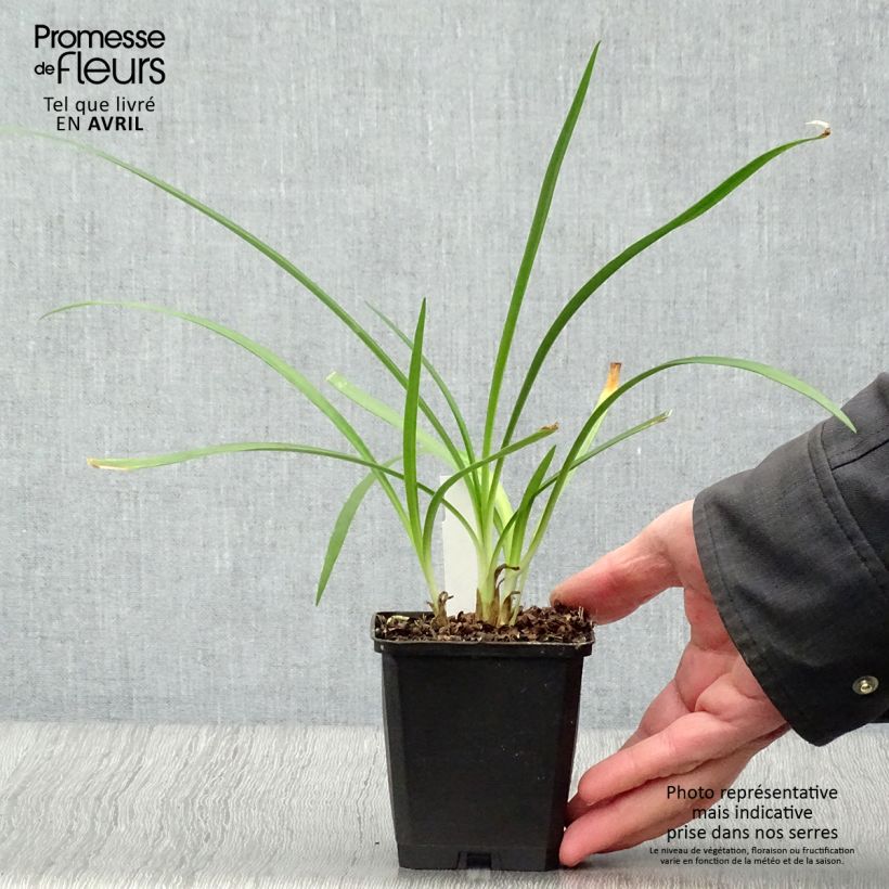 Amostra de Agapanto Twister Vaso de 8/9 cm tal como entregue na primavera