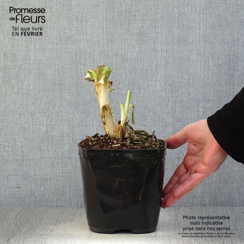 Amostra de Agapanthe Vallée de l'Authion Vaso de 2 L/3 L tal como entregue no inverno