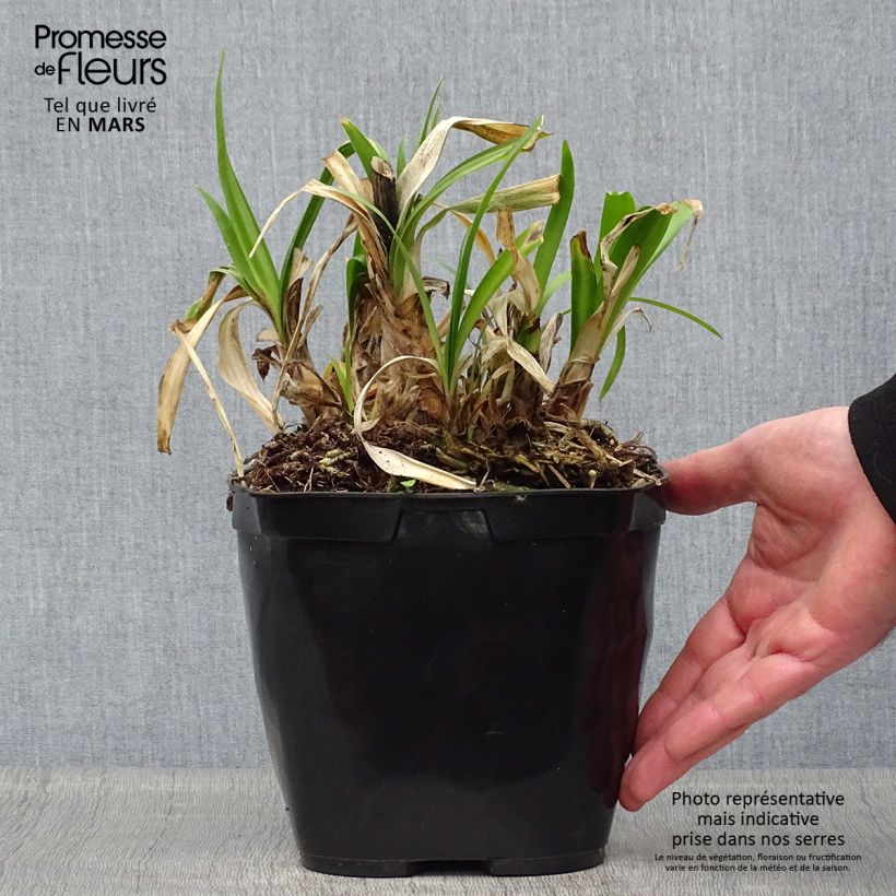 Amostra de Agapanto Vallée de l'Authion Vaso de 2 L/3 L tal como entregue na primavera