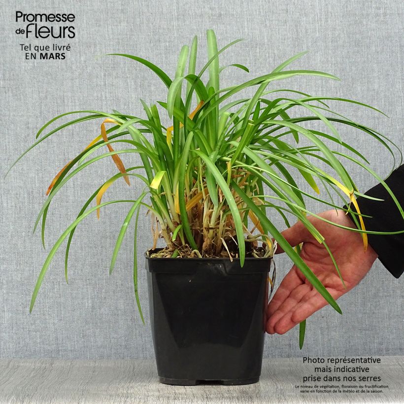 Amostra de Agapanto Vallée de la Romanche Vaso de 2 L/3 L tal como entregue na primavera