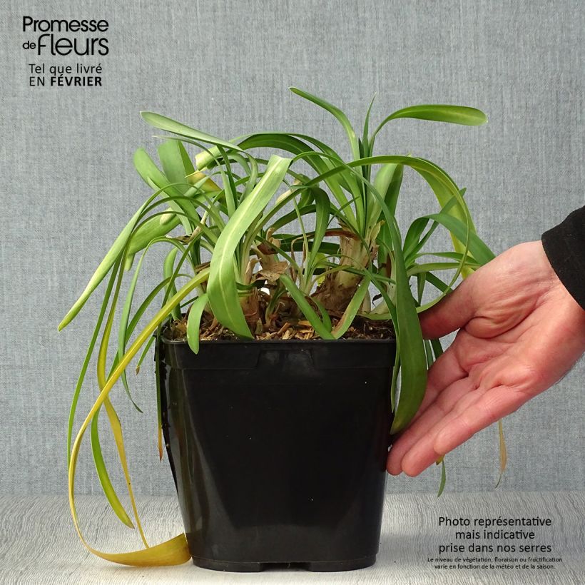 Amostra de Agapanthe Vallée de la Sarthe Vaso de 2 L/3 L tal como entregue no inverno