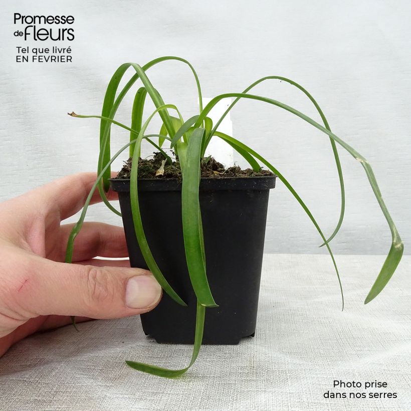 Amostra de Agapanto White Heaven Vaso de 8/9 cm tal como entregue no inverno