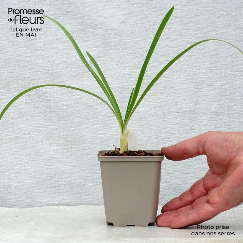 Amostra de Agapanto White Heaven Vaso de 8/9 cm tal como entregue na primavera