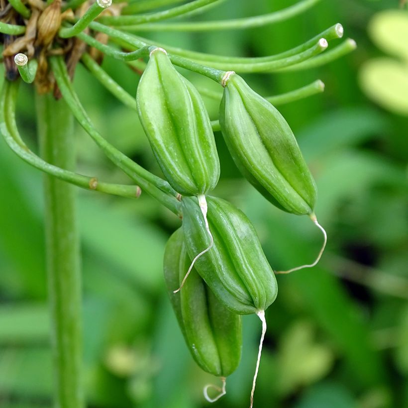 Agapanto White Heaven (Colheita)