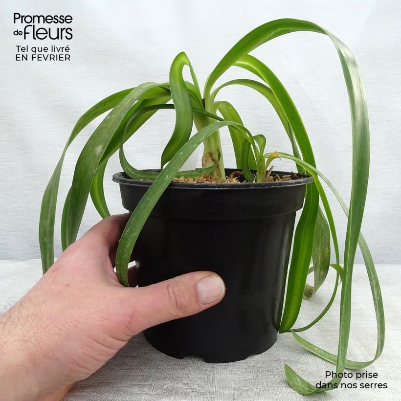 Amostra de Agapanto White Heaven Vaso de 2 L/3 L tal como entregue no inverno