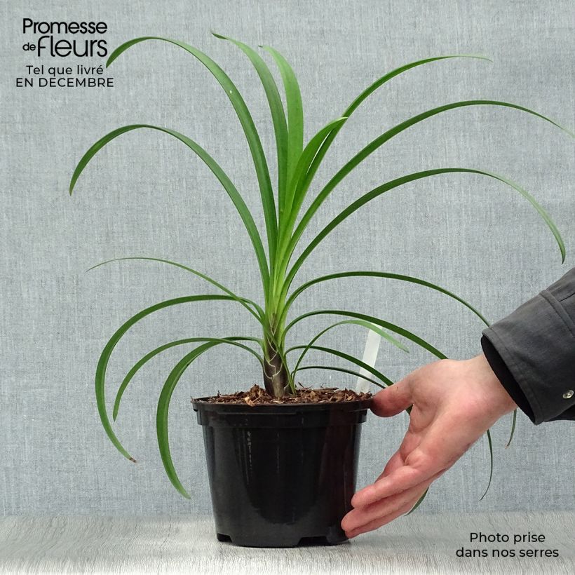 Amostra de Agapanthe Windsor Grey Vaso de 2 L/3 L tal como entregue no inverno