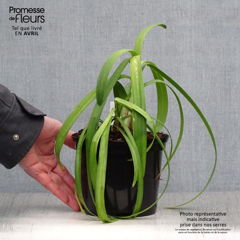 Amostra de Agapanto Windsor Grey Vaso de 2 L/3 L tal como entregue na primavera