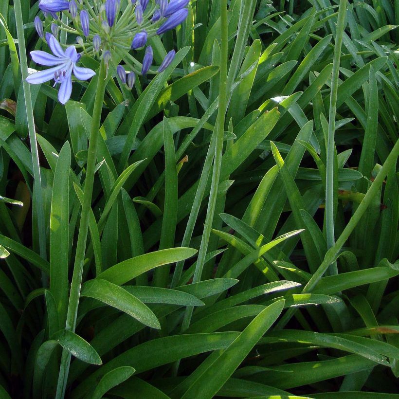 Agapanthus umbellatus (Folhagem)