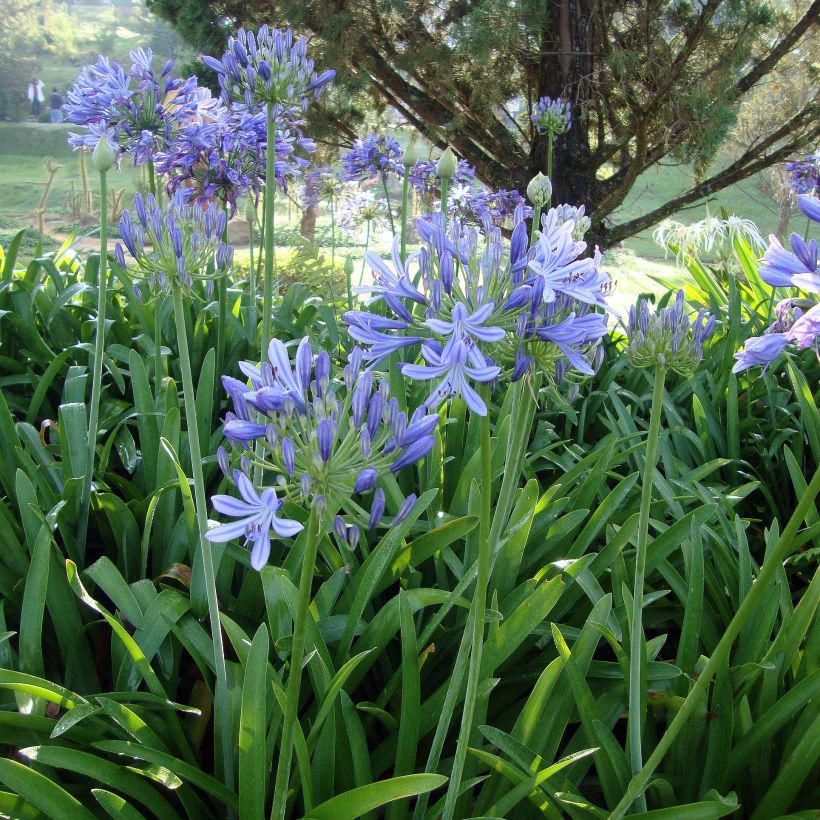 Agapanthus umbellatus (Hábito)