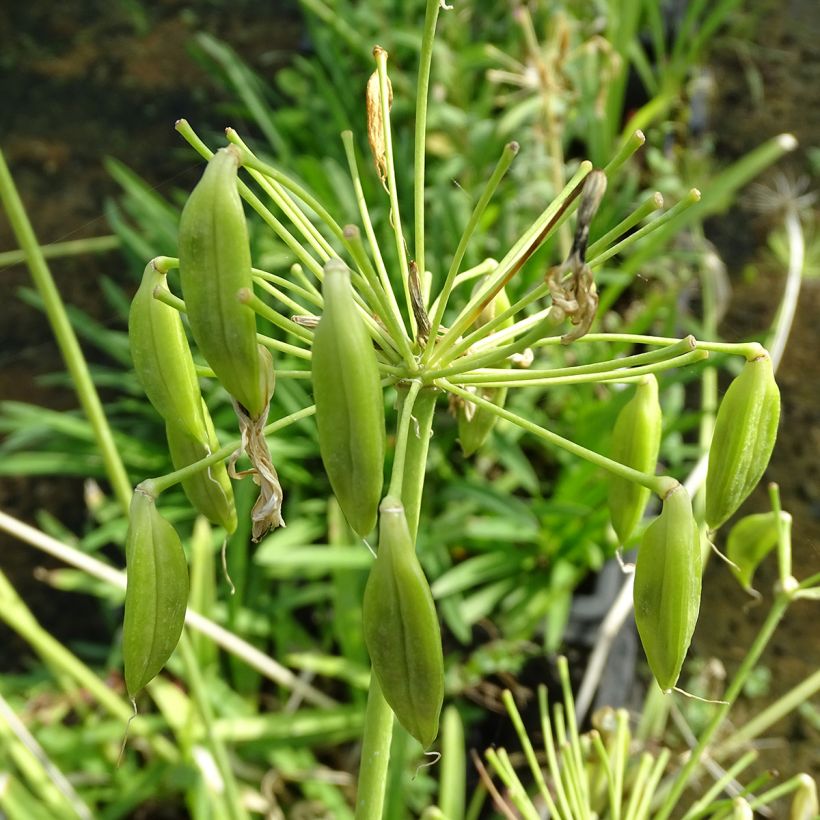 Agapanthus umbellatus Albus (Colheita)