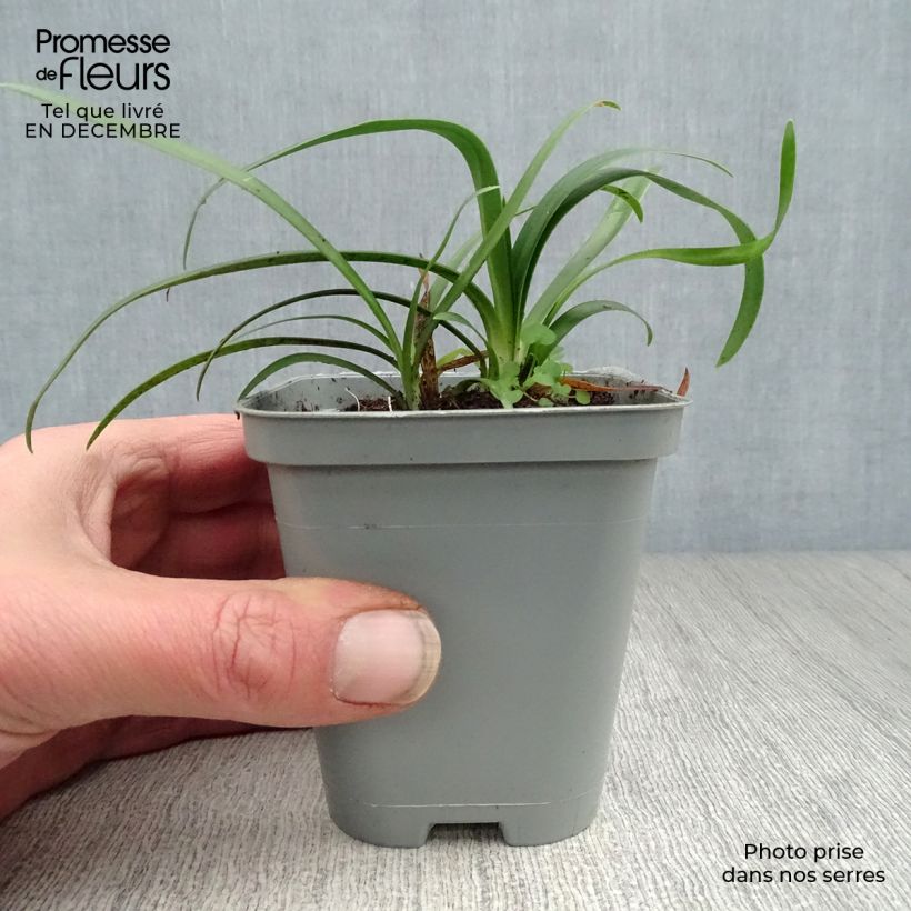 Amostra de Agapanthus umbellatus Albus Vaso de 7/8 cm tal como entregue no inverno