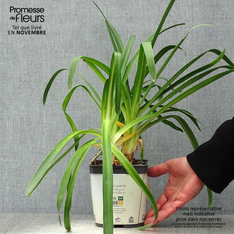 Amostra de Agapanthus umbellatus Albus Vaso de 2 L/3 L tal como entregue no outono