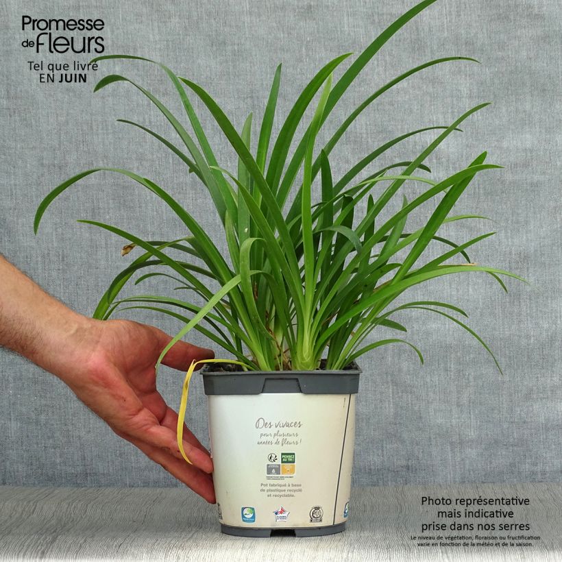 Amostra de Agapanthus umbellatus Albus Vaso de 2 L/3 L tal como entregue no verão