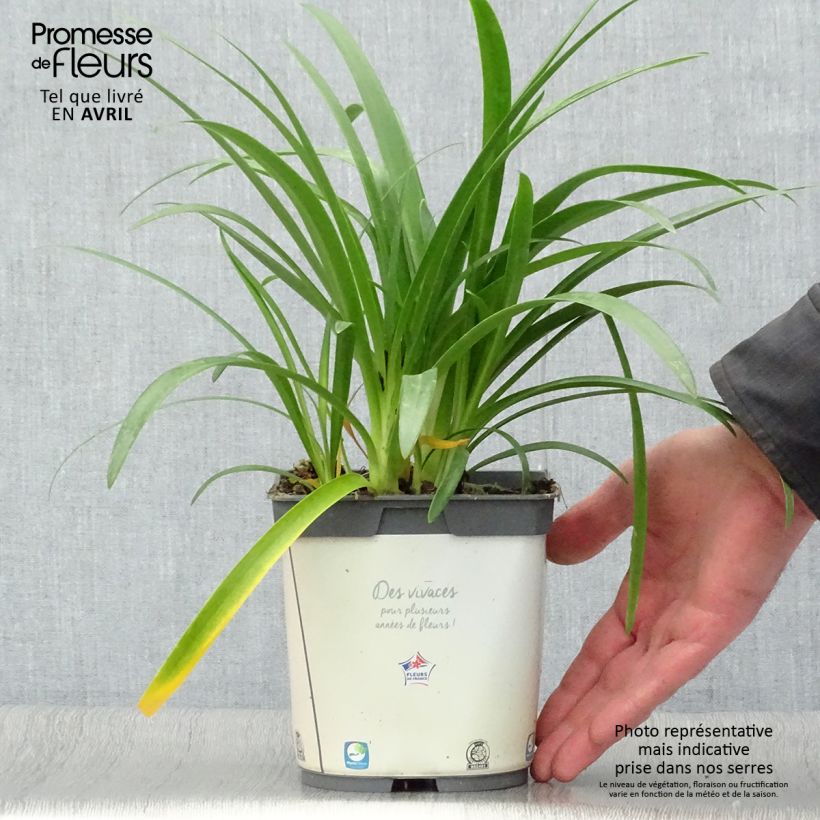 Amostra de Agapanthus umbellatus Albus Vaso de 2 L/3 L tal como entregue na primavera