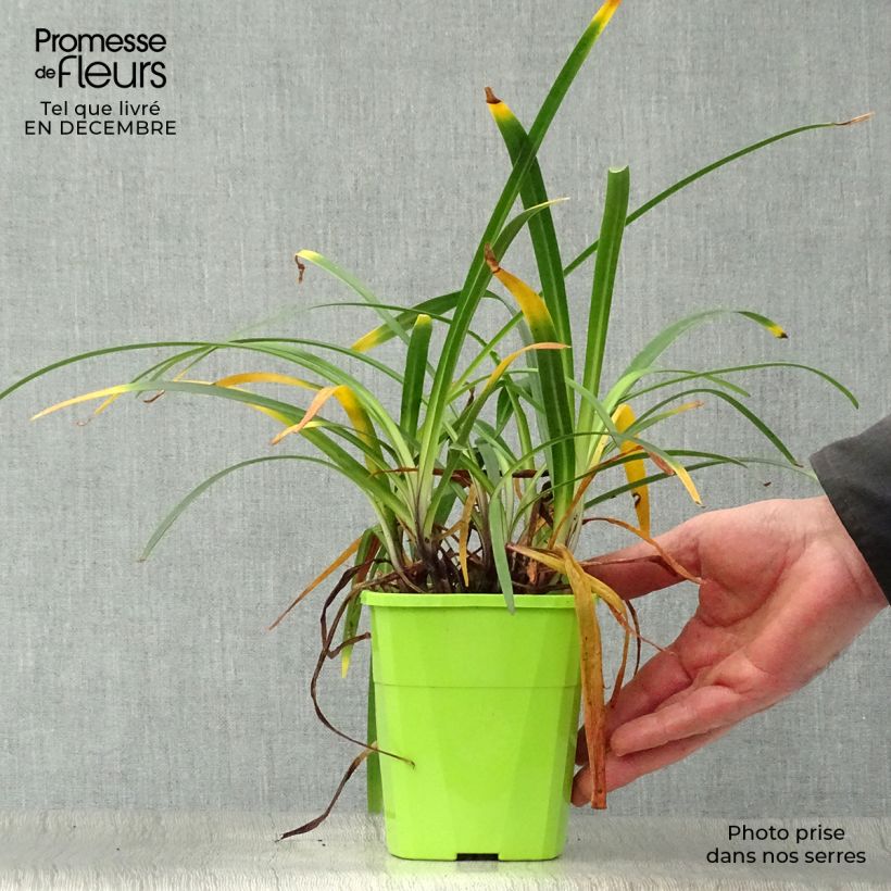 Amostra de Agapanthe hybride Blue Jeans Vaso de 1,5 L/2 L tal como entregue no inverno