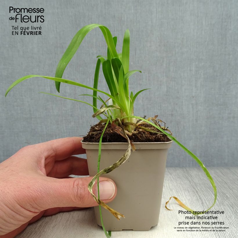 Amostra de Agapanthe hybride Blue Thunder Godet de 8/9 cm tal como entregue no inverno