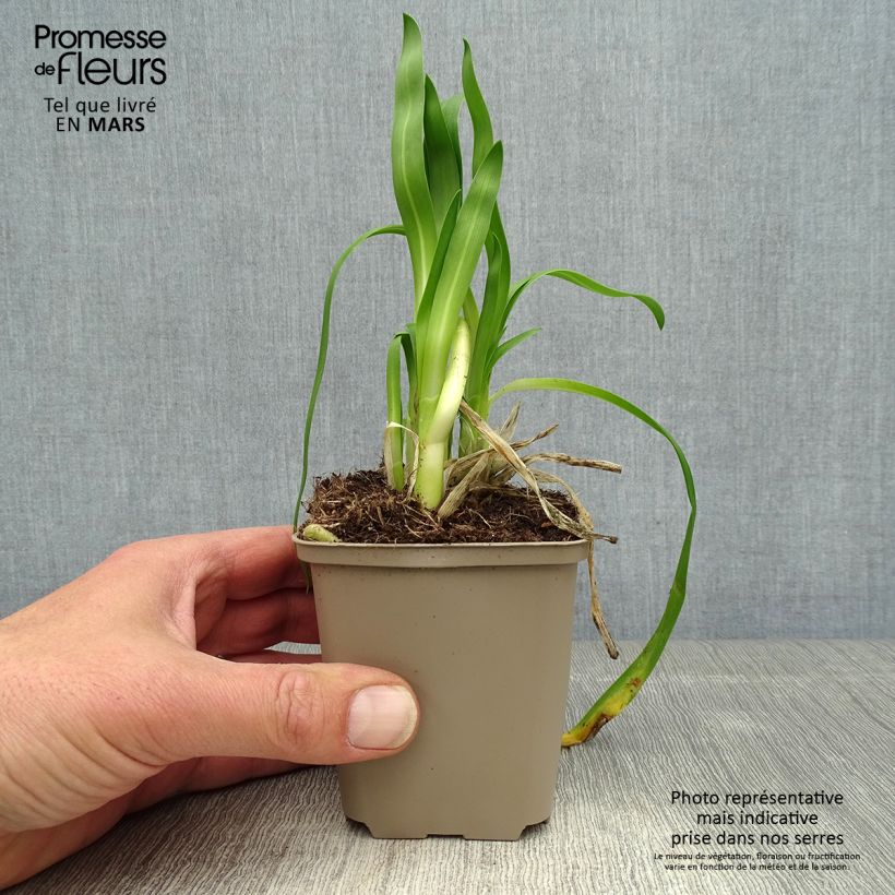 Amostra de Agapanto Blue Thunder Vaso de 8/9 cm tal como entregue na primavera