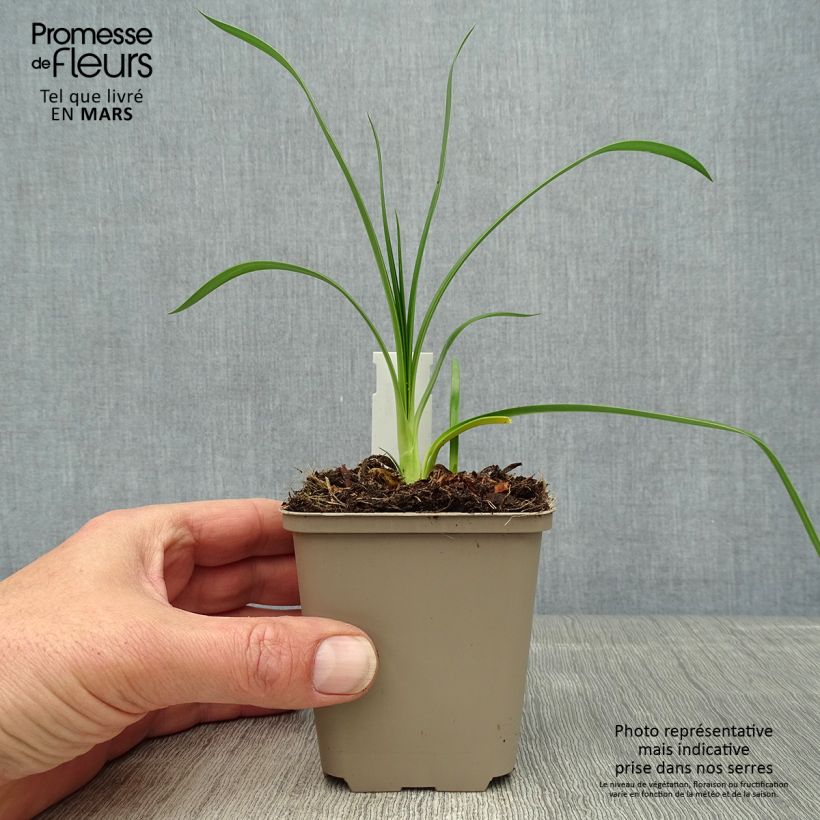 Amostra de Agapanto Ever Sapphire Vaso de 8/9 cm tal como entregue na primavera