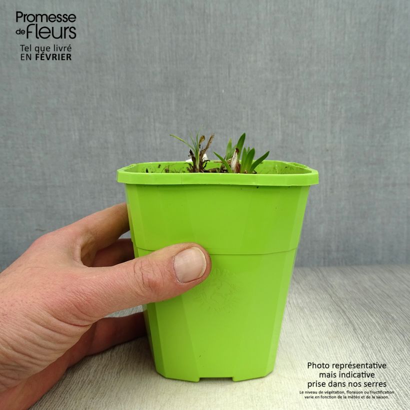 Amostra de Agapanto Ever Sapphire Vaso de 1,5 L/2 L tal como entregue no inverno