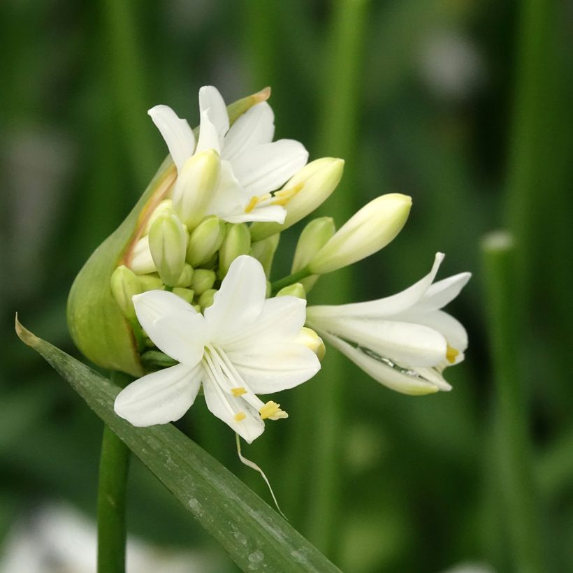 Agapanto Ever White (Floração)