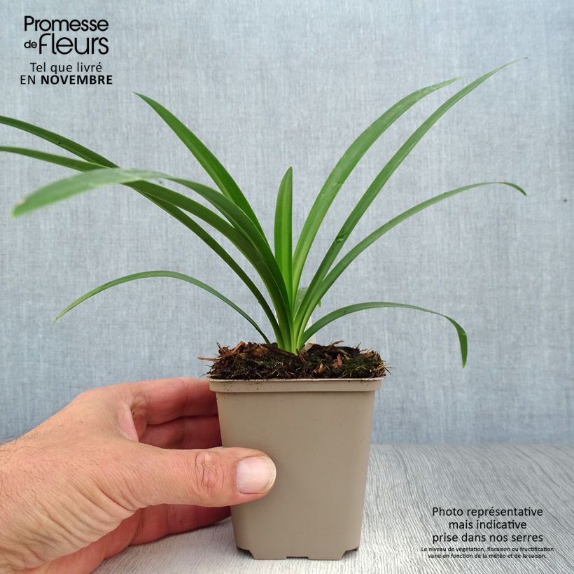 Amostra de Agapanto Ever White Vaso de 8/9 cm tal como entregue no outono