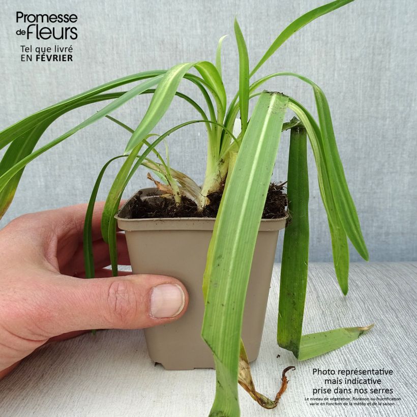 Amostra de Agapanto Ever White Vaso de 8/9 cm tal como entregue no inverno