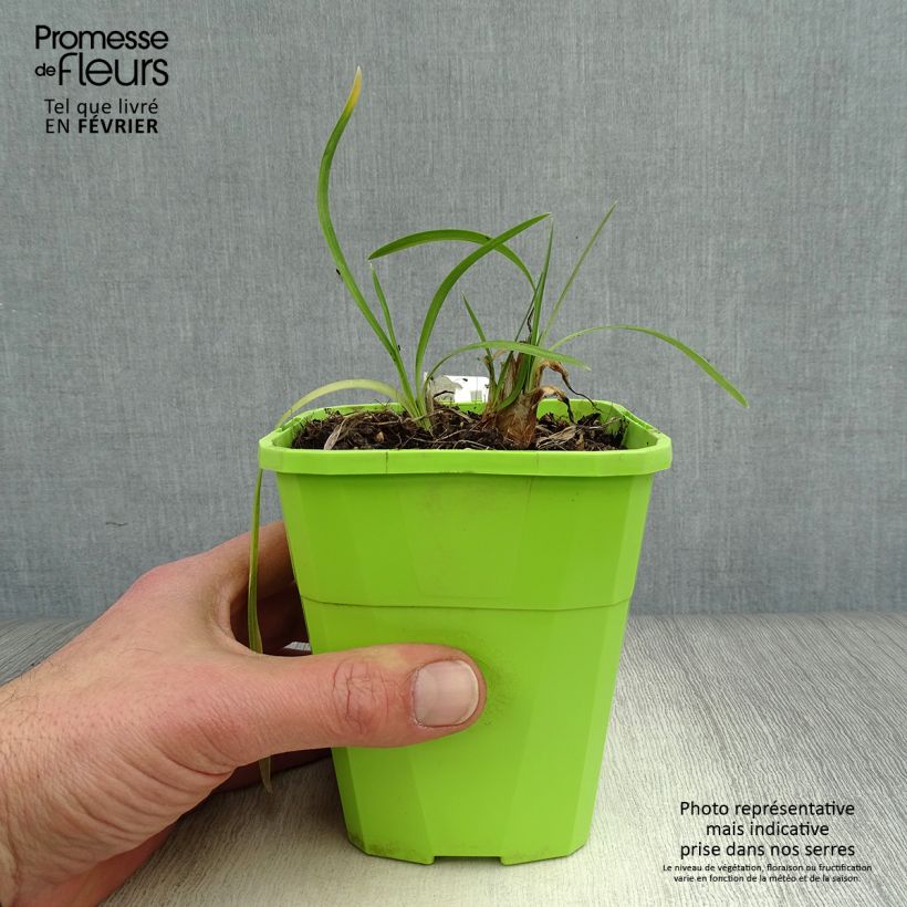 Amostra de Agapanto Ever White Vaso de 1 L/1,5 L tal como entregue no inverno