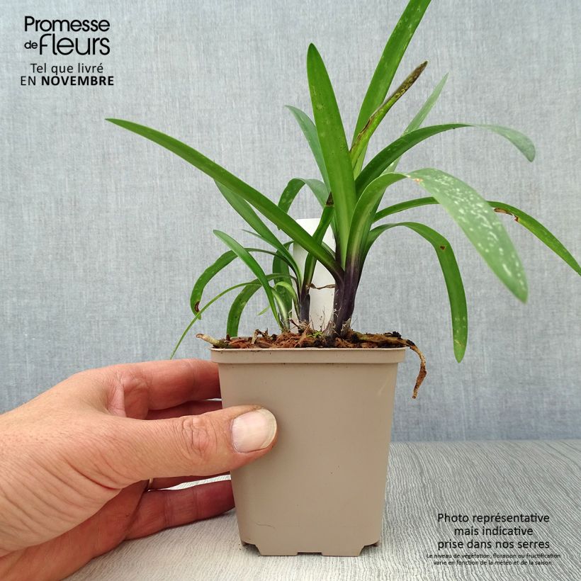 Amostra de Agapanto Poppin' Purple Vaso de 8/9 cm tal como entregue no outono
