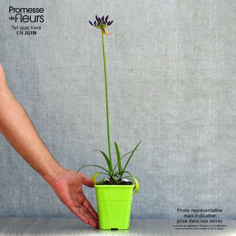 Amostra de Agapanto Poppin' Purple Vaso de 1,5 L/2 L tal como entregue no verão