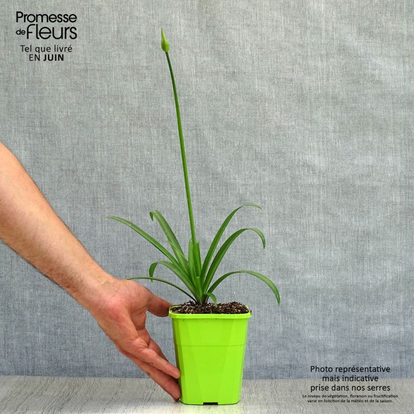 Amostra de Agapanto Poppin' Star Vaso de 3 L/4 L tal como entregue no verão