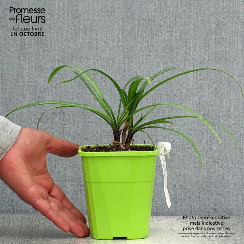 Amostra de Agapanto Poppin' Star Vaso de 3 L/4 L tal como entregue no outono