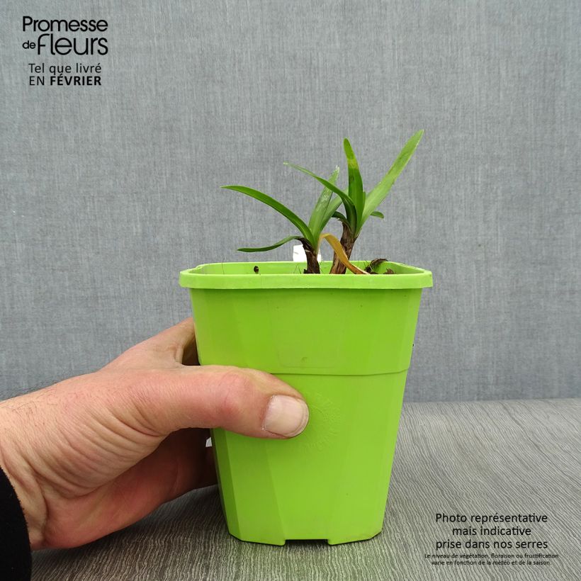 Amostra de Agapanto Poppin' Star Vaso de 3 L/4 L tal como entregue no inverno