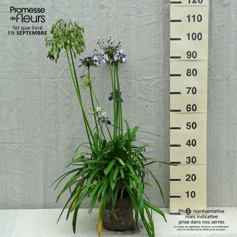 Amostra de Agapanto Three Sisters Vaso de 6 L/7 L tal como entregue no outono