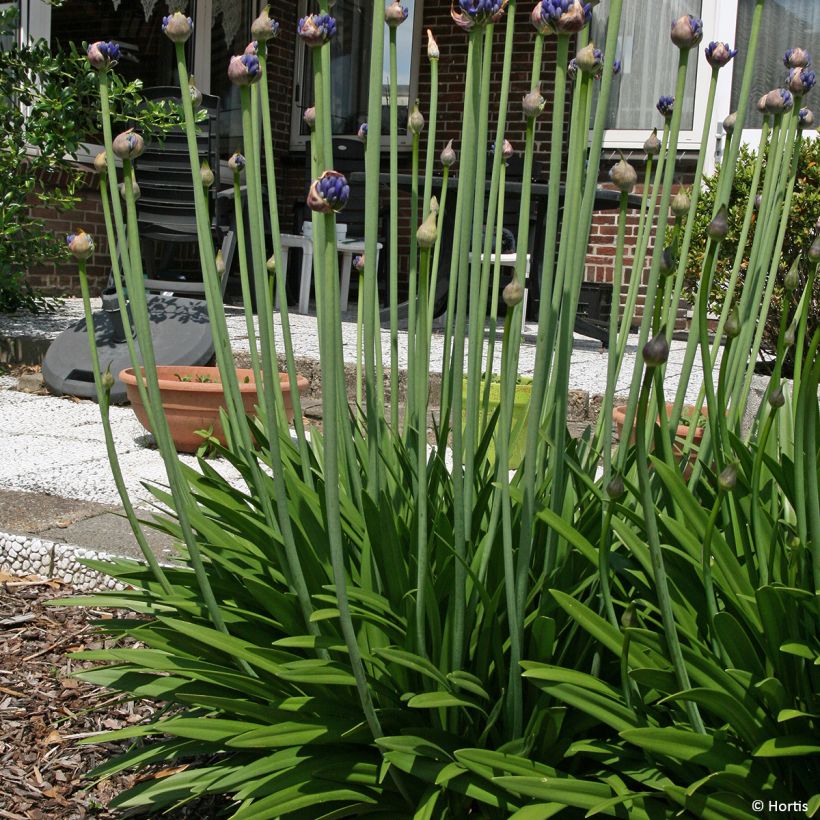 Agapanthus praecox Sofie (Hábito)