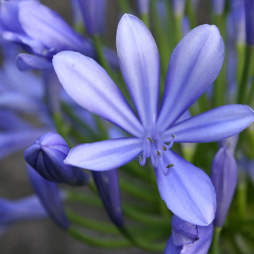 Agapanthus umbellatus (Floração)